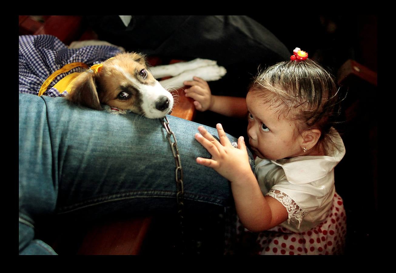 En Nicaragua, Lázaro es venerado como el santo de las mascotas. Hace unos días, decenas de canes, vestidos como jugadores de fútbol, policías, bailarinas, con lazos o gorras, acudieron en procesión, acompañados por sus dueños, a la iglesia Santa María Magdalena, en la ciudad de Masaya, al sureste de Managua. La tradicional comitiva reúne cada año a personas de distintas partes del país con el objeto de presentar sus mascotas enfermas al santo y agradecerle su cura. San Lázaro, según el pasaje bíblico, padeció lepra y los perros le curaron lamiéndole las heridas. De ahí su consideración como patrón de los canes.