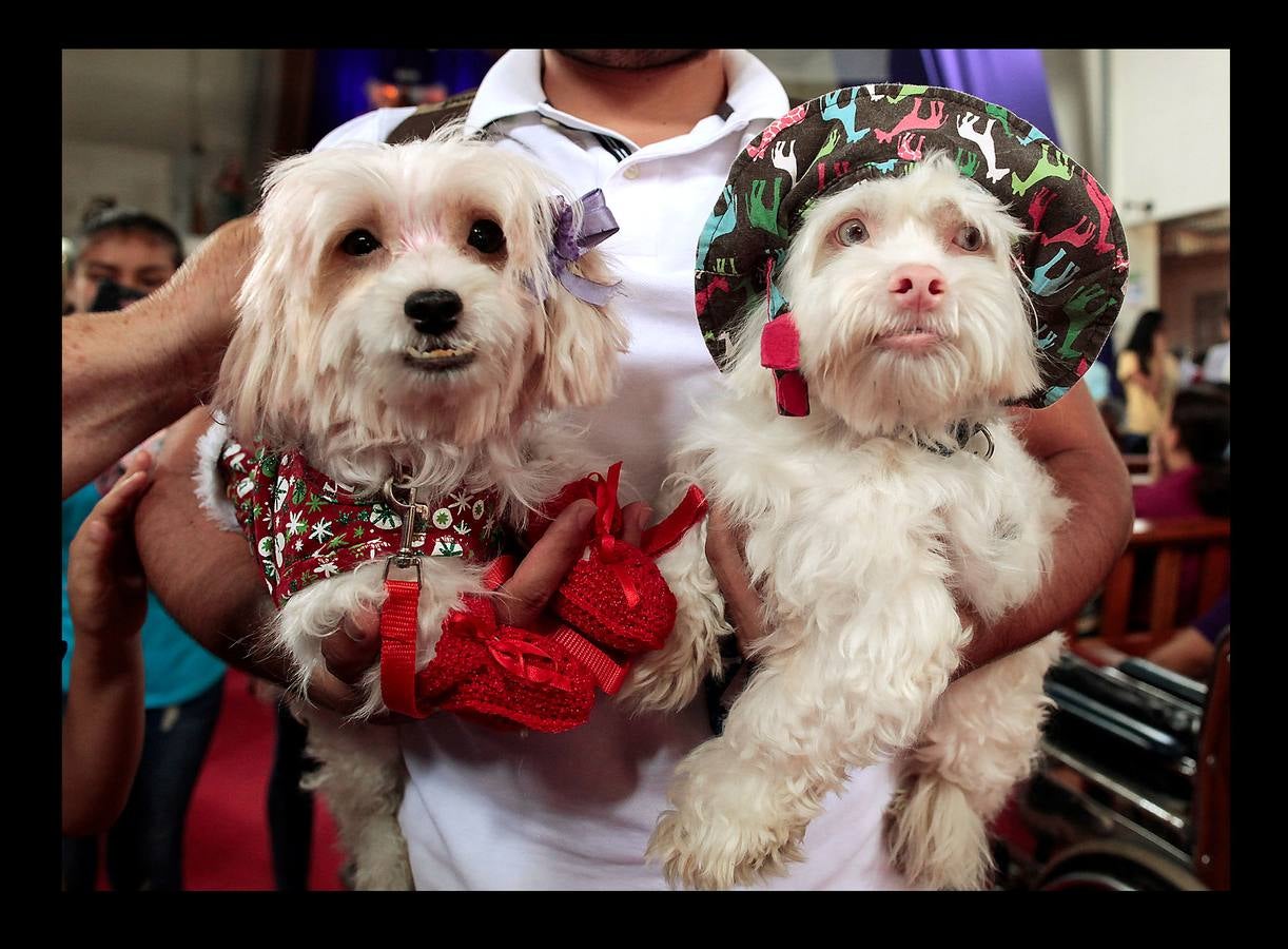 En Nicaragua, Lázaro es venerado como el santo de las mascotas. Hace unos días, decenas de canes, vestidos como jugadores de fútbol, policías, bailarinas, con lazos o gorras, acudieron en procesión, acompañados por sus dueños, a la iglesia Santa María Magdalena, en la ciudad de Masaya, al sureste de Managua. La tradicional comitiva reúne cada año a personas de distintas partes del país con el objeto de presentar sus mascotas enfermas al santo y agradecerle su cura. San Lázaro, según el pasaje bíblico, padeció lepra y los perros le curaron lamiéndole las heridas. De ahí su consideración como patrón de los canes.