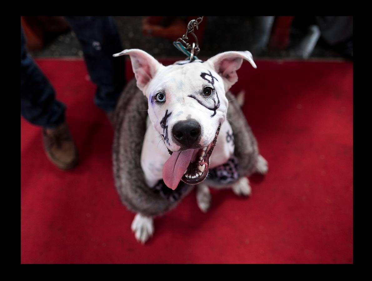 En Nicaragua, Lázaro es venerado como el santo de las mascotas. Hace unos días, decenas de canes, vestidos como jugadores de fútbol, policías, bailarinas, con lazos o gorras, acudieron en procesión, acompañados por sus dueños, a la iglesia Santa María Magdalena, en la ciudad de Masaya, al sureste de Managua. La tradicional comitiva reúne cada año a personas de distintas partes del país con el objeto de presentar sus mascotas enfermas al santo y agradecerle su cura. San Lázaro, según el pasaje bíblico, padeció lepra y los perros le curaron lamiéndole las heridas. De ahí su consideración como patrón de los canes.