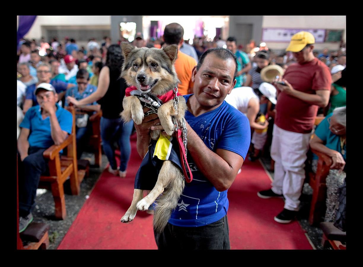 En Nicaragua, Lázaro es venerado como el santo de las mascotas. Hace unos días, decenas de canes, vestidos como jugadores de fútbol, policías, bailarinas, con lazos o gorras, acudieron en procesión, acompañados por sus dueños, a la iglesia Santa María Magdalena, en la ciudad de Masaya, al sureste de Managua. La tradicional comitiva reúne cada año a personas de distintas partes del país con el objeto de presentar sus mascotas enfermas al santo y agradecerle su cura. San Lázaro, según el pasaje bíblico, padeció lepra y los perros le curaron lamiéndole las heridas. De ahí su consideración como patrón de los canes.