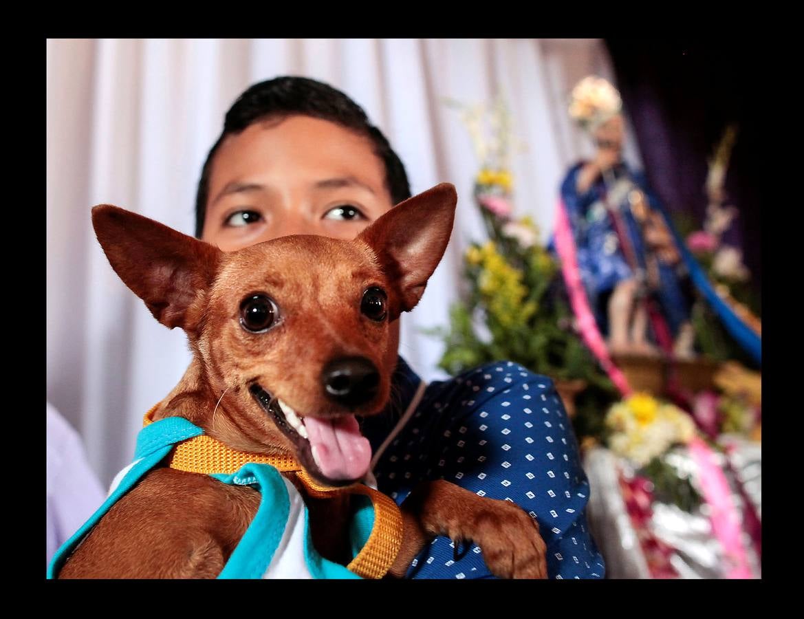 En Nicaragua, Lázaro es venerado como el santo de las mascotas. Hace unos días, decenas de canes, vestidos como jugadores de fútbol, policías, bailarinas, con lazos o gorras, acudieron en procesión, acompañados por sus dueños, a la iglesia Santa María Magdalena, en la ciudad de Masaya, al sureste de Managua. La tradicional comitiva reúne cada año a personas de distintas partes del país con el objeto de presentar sus mascotas enfermas al santo y agradecerle su cura. San Lázaro, según el pasaje bíblico, padeció lepra y los perros le curaron lamiéndole las heridas. De ahí su consideración como patrón de los canes.