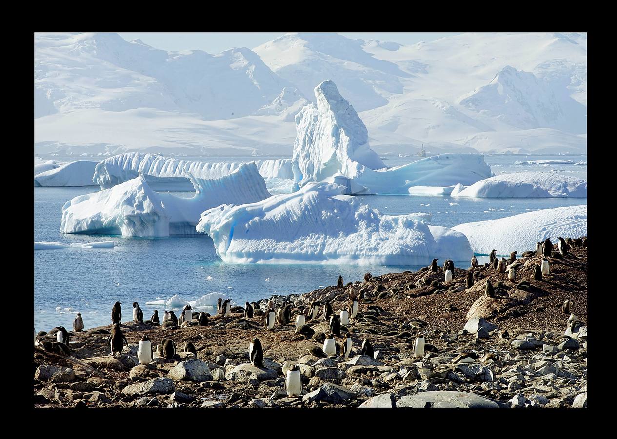 Dicen que la Antártida es una tierra de extremos. Es el contienente más frío y seco de la tierra, habitado por apenas mil personas en bases de investigación, con la altitud promedio más alta. Pero es también una de las regiones más fascinantes. El fotógrafo Alexandre Meneghini, de la agencia Reuters, viajó hace unas semanas a bordo del Artic Sunrise, un barco de Greenpeace, para concienciar y apoyar la propuesta de la Unión Europea que busca crear en el Ártico la mayor área protegida de la tierra. Y también para documentar su extraordinaria belleza y los efectos del cambio climático y la contaminación. Estas imágenes son una parte de ese viaje.