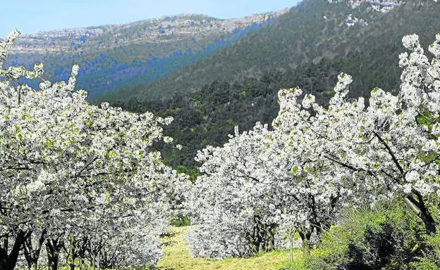 Los cerezos en flor se recortan sobre los montes cubiertos de bosque.
