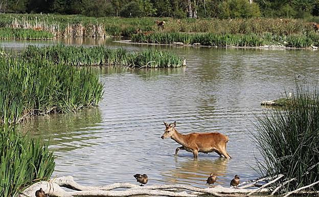 Un cervatillo, en una de las balsas de Salburua.