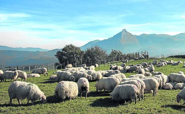 Un rebaño de ovejas pasta en una pradera del Goierri, con la emblemática cima del Txindoki al fondo. 