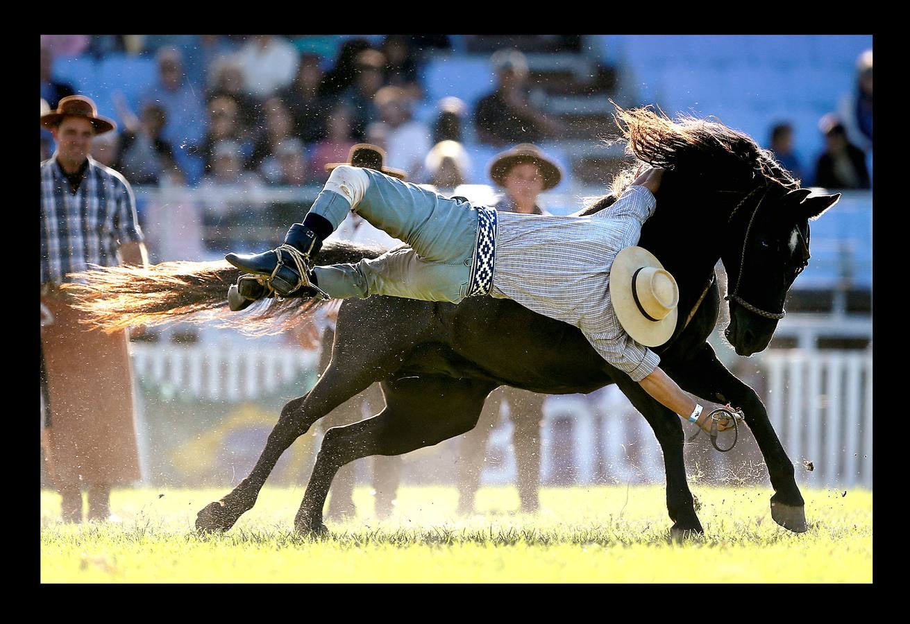 Se parece mucho a un rodeo en el lejano Oeste norteamericano, pero no es lo mismo. En las 'Jineteadas' el gaucho cabalga un potro no domado con el objeto de resistir ocho segundos encima y ofrecer el mejor espectáculo. Las jineteadas son una parte de las actividades que se celebran en Montevideo, Uruguay, con motivo de la Semana Criolla. Un evento que nació en 1925 y atrae a jinetes de países vecinos como Argentina y Brasil, que este año ha sido seguido por cerca de 200.000 personas. En abril de 2006, fue declarado deporte nacional.