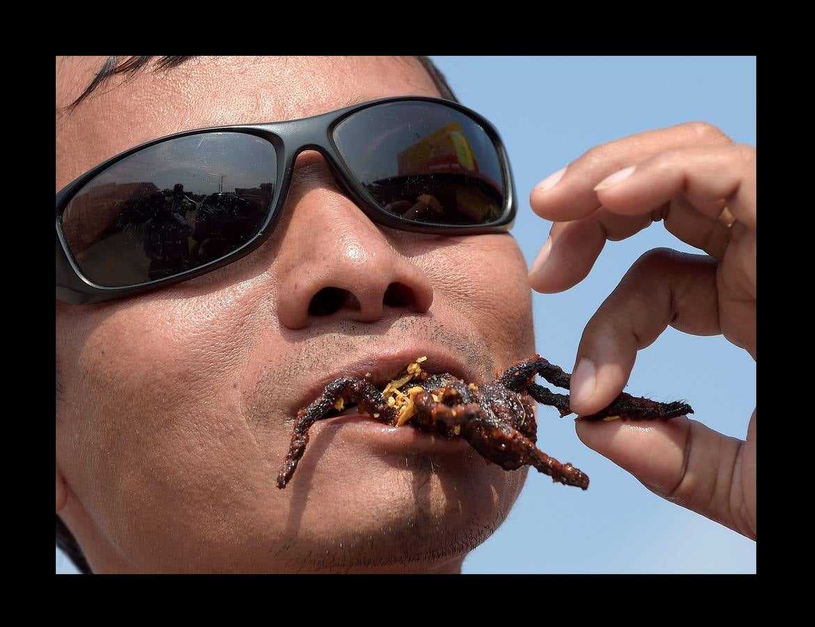 Un plato lleno de peludas tarántulas del tamaño de un puño resulta en Camboya un preciado manjar, en especial cuando se preparan fritas, con ajo, en una olla chisporroteante. Pero el disfrute de esta gollería, que algunos comparan con el delicado sabor del cangrejo, está en peligro. Las junglas donde habitan estos arácnidos desaparecen lentamente. Camboya, con una de las tasas de deforestación más rápidas del mundo, ha perdido el 20 % de su masa forestal desde 1990.