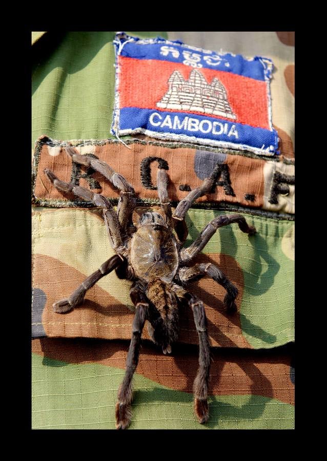 Un plato lleno de peludas tarántulas del tamaño de un puño resulta en Camboya un preciado manjar, en especial cuando se preparan fritas, con ajo, en una olla chisporroteante. Pero el disfrute de esta gollería, que algunos comparan con el delicado sabor del cangrejo, está en peligro. Las junglas donde habitan estos arácnidos desaparecen lentamente. Camboya, con una de las tasas de deforestación más rápidas del mundo, ha perdido el 20 % de su masa forestal desde 1990.