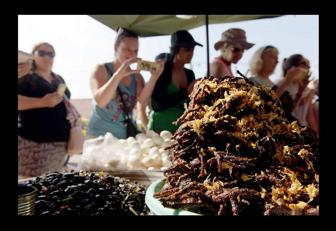 Un plato lleno de peludas tarántulas del tamaño de un puño resulta en Camboya un preciado manjar, en especial cuando se preparan fritas, con ajo, en una olla chisporroteante. Pero el disfrute de esta gollería, que algunos comparan con el delicado sabor del cangrejo, está en peligro. Las junglas donde habitan estos arácnidos desaparecen lentamente. Camboya, con una de las tasas de deforestación más rápidas del mundo, ha perdido el 20 % de su masa forestal desde 1990.