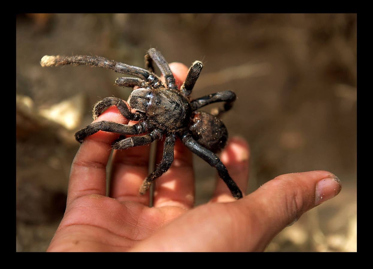 Un plato lleno de peludas tarántulas del tamaño de un puño resulta en Camboya un preciado manjar, en especial cuando se preparan fritas, con ajo, en una olla chisporroteante. Pero el disfrute de esta gollería, que algunos comparan con el delicado sabor del cangrejo, está en peligro. Las junglas donde habitan estos arácnidos desaparecen lentamente. Camboya, con una de las tasas de deforestación más rápidas del mundo, ha perdido el 20 % de su masa forestal desde 1990.