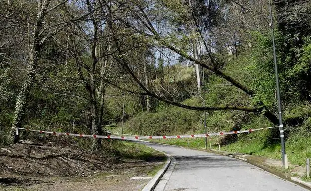 La caída de las ramas de un árbol obligan a cortar el camino de Ugasko