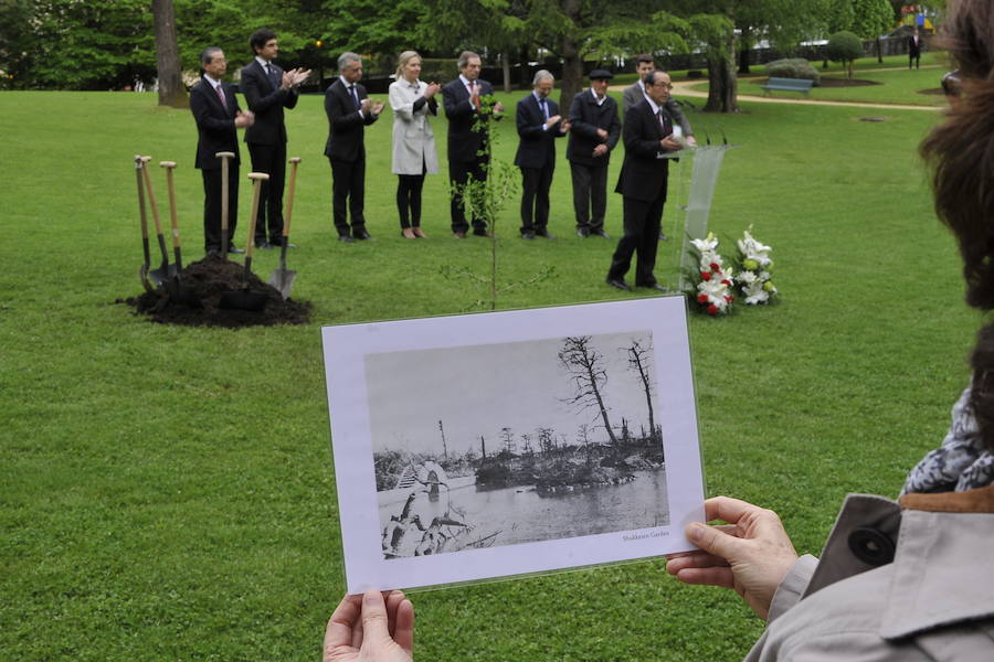 Han plantado un retoño del Ginkgoa Biloba, el único árbol que sobrevivió a la bomba atómica