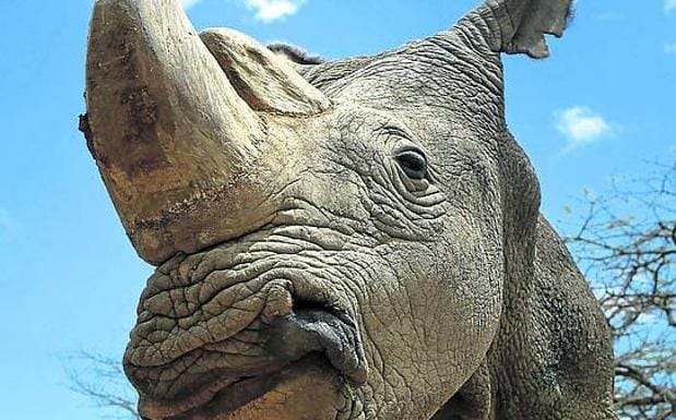 50.000 dólares el kilo. Es el precio que se llega a pagar por el cuerno de rinoceronte. En la foto, el último rinoceronte blanco del norte.