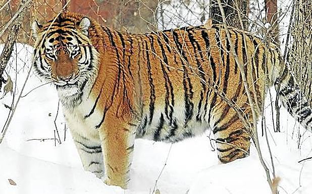 Imagen principal - La medicina tradicional china utiliza del tigre huesos, ojos, bigotes, testículos, pene, garras, piel, colmillos... Abajo a la izquierda, la caza para el uso de su bilis con fines medicinales ha reducido en un 30% la población de oso malayo.Y abajo a la derecha, pangolines. La MTC usa sus escamas, y su carne se considera un manjar en China y Vietnam. 