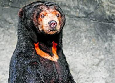 Imagen secundaria 1 - La medicina tradicional china utiliza del tigre huesos, ojos, bigotes, testículos, pene, garras, piel, colmillos... Abajo a la izquierda, la caza para el uso de su bilis con fines medicinales ha reducido en un 30% la población de oso malayo.Y abajo a la derecha, pangolines. La MTC usa sus escamas, y su carne se considera un manjar en China y Vietnam. 