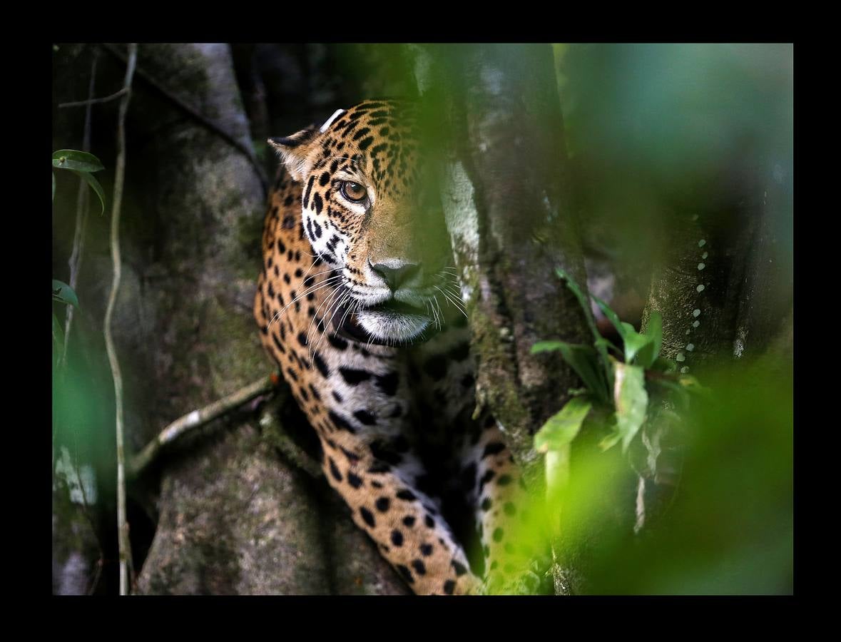 En Brasil el jaguar es una especie a la que no sólo amenazan los cazadores y la destrucción de su hábitat, sino también las inundaciones en el Amazonas. El proyecto Laurete (algunas de cuyas actividades vemos en las fotografías) investiga cómo resiste esta especie en las copas de los árboles, donde se refugian y alimentan a sus crías entre abril y julio, mientras el suelo de la selva tropical se mantiene cubierta de agua. Los «jaguares pintados» llamados así por su pelaje poblado de intrincadas manchas son difíciles de ver en la espesura, pero los investigadores les colocan rastreadores que pueden identificarlos desde las pequeñas embarcaciones con las que se desplazan a través de la jungla inundada.