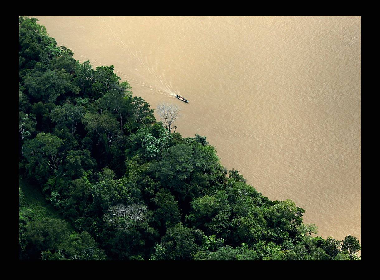En Brasil el jaguar es una especie a la que no sólo amenazan los cazadores y la destrucción de su hábitat, sino también las inundaciones en el Amazonas. El proyecto Laurete (algunas de cuyas actividades vemos en las fotografías) investiga cómo resiste esta especie en las copas de los árboles, donde se refugian y alimentan a sus crías entre abril y julio, mientras el suelo de la selva tropical se mantiene cubierta de agua. Los «jaguares pintados» llamados así por su pelaje poblado de intrincadas manchas son difíciles de ver en la espesura, pero los investigadores les colocan rastreadores que pueden identificarlos desde las pequeñas embarcaciones con las que se desplazan a través de la jungla inundada.