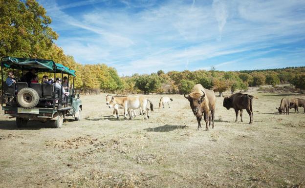 Caballos y bisontes observan con curiosidad el paso de uno de los todoterrenos en los que se lleva a cabo la visita.