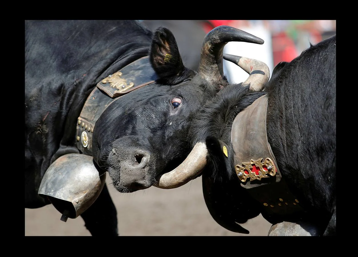 La tranquila aldea suiza de Aproz, en el cantón de Valais, se convierte en un campo de batalla para las vacas Herens, una raza conocida por su predisposición genética a la combatividad. Durante la llamada «Batalla de las Reinas,» que se celebra anualmente, los animales se empujan y usan los cuernos en una pelea en la que disputan el liderazgo de la manada. En ocasiones, alguna vaca ha perdido un cuerno o ha sufrido heridas sin mayores consecuencias. El combate termina cuando una de las competidoras se da la vuelta y se aleja aceptando la derrota. 