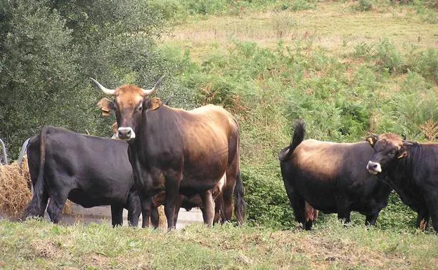Los toros y las vacas no pueden estar mezclados desde hace un año.