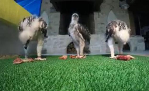 Tres de los polluelos de águila Bonelli que han sido puestos en libertad en la Montaña Alavesa. 