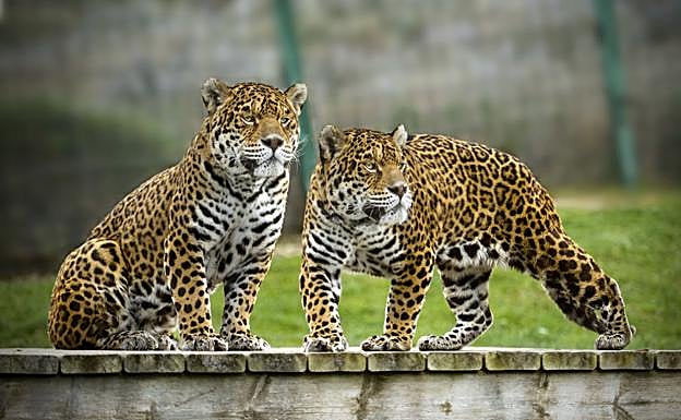 Dos leopardos montan guardia en su recinto.