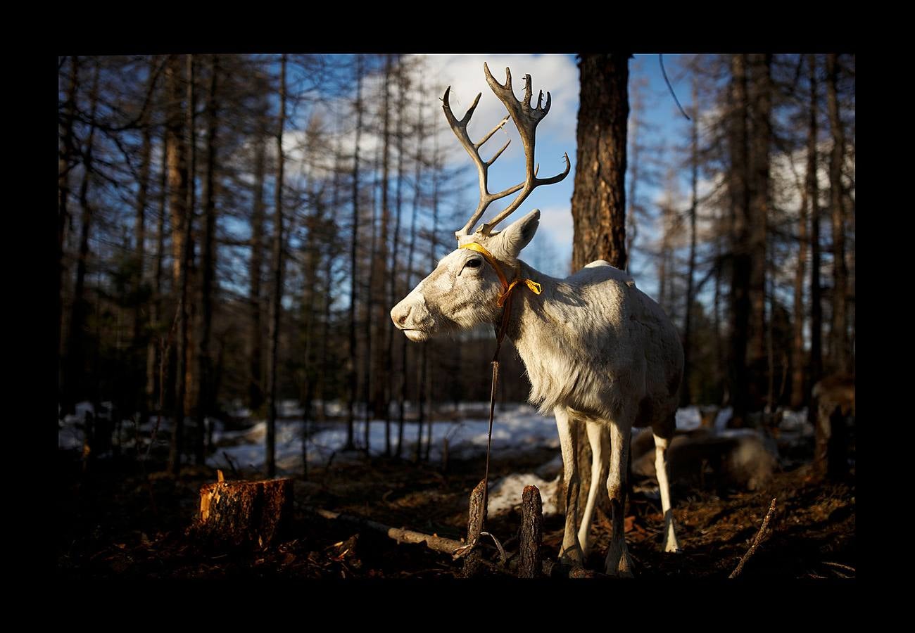 Los Dukha son un pueblo que sobrevive de la caza y pastoreando renos en las montañas Sayan, en Mongolia, una zona que se extiende a ambos lados de la frontera con Rusia. En 2012 el gobierno decidió que buena parte de sus tierras se convirtieran en parque nacional para proteger el ecosistema. La medida acabó con cuotas de caza establecidas en la era soviética, que permitían su sustento y la conservación de la vida natural, y los forzó a capturar animales como el alce y el ciervo rojo en un número que hacía difícil su subsistencia. Ahora, los Dukha reciben una compensación por la prohibición de la caza, pero muchos sienten que han perdido su identidad. 