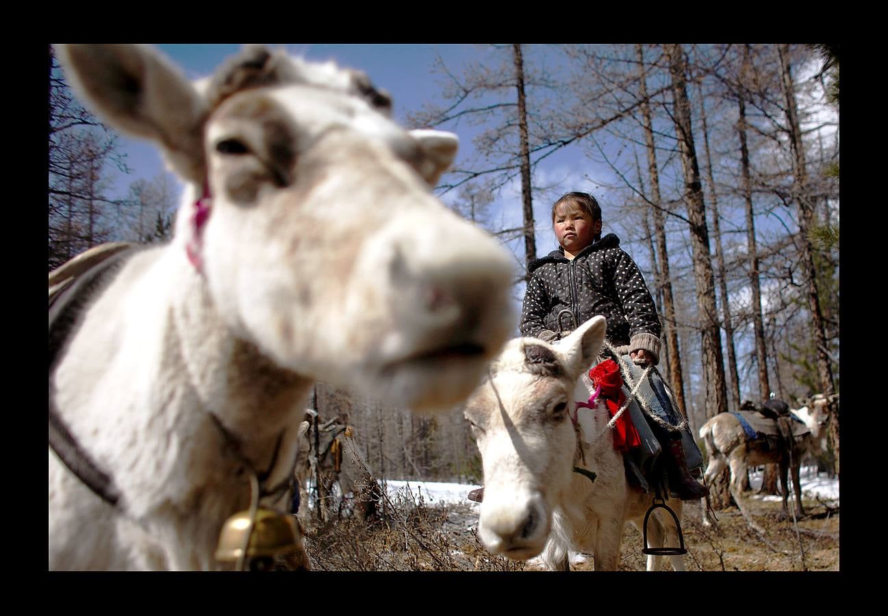 Los Dukha son un pueblo que sobrevive de la caza y pastoreando renos en las montañas Sayan, en Mongolia, una zona que se extiende a ambos lados de la frontera con Rusia. En 2012 el gobierno decidió que buena parte de sus tierras se convirtieran en parque nacional para proteger el ecosistema. La medida acabó con cuotas de caza establecidas en la era soviética, que permitían su sustento y la conservación de la vida natural, y los forzó a capturar animales como el alce y el ciervo rojo en un número que hacía difícil su subsistencia. Ahora, los Dukha reciben una compensación por la prohibición de la caza, pero muchos sienten que han perdido su identidad. 