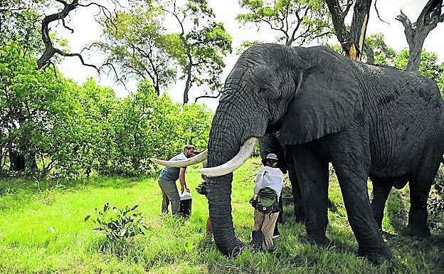 Campana trabaja en la fabricación y adaptación de la prótesis del elefante 'Jabu', en Botsuana.