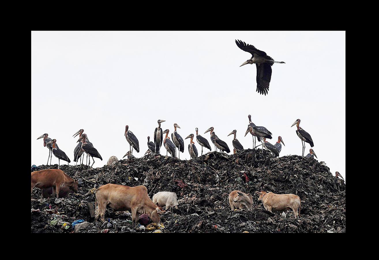 Las basuras domésticas y los restos de aparatos electrónicos son un problema creciente para la India. Los llamados «rag picker» o recolectores de basura (como los que vemos en las fotografías, rodeados de marabúes, en la ciudad de Guwahati), sacan los elementos electrónicos de la basura para reciclarlos en garajes y patios, que se convierten en auténticos almacenes de productos nocivos para la salud. El precario proceso de reciclaje manual no solamente es perjudicial para quienes lo realizan sino también para el medio ambiente debido a los gases y vapores nocivos que se liberan. 