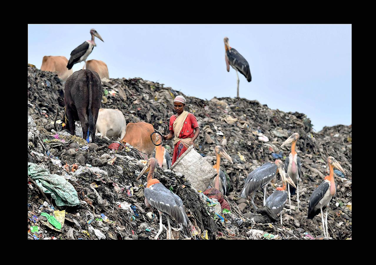 Las basuras domésticas y los restos de aparatos electrónicos son un problema creciente para la India. Los llamados «rag picker» o recolectores de basura (como los que vemos en las fotografías, rodeados de marabúes, en la ciudad de Guwahati), sacan los elementos electrónicos de la basura para reciclarlos en garajes y patios, que se convierten en auténticos almacenes de productos nocivos para la salud. El precario proceso de reciclaje manual no solamente es perjudicial para quienes lo realizan sino también para el medio ambiente debido a los gases y vapores nocivos que se liberan. 