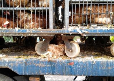 Imagen secundaria 1 - Investigado por transportar 8.000 gallinas en «estado deplorable» de Mungia a Cantabria