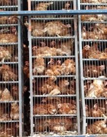 Imagen secundaria 2 - Investigado por transportar 8.000 gallinas en «estado deplorable» de Mungia a Cantabria