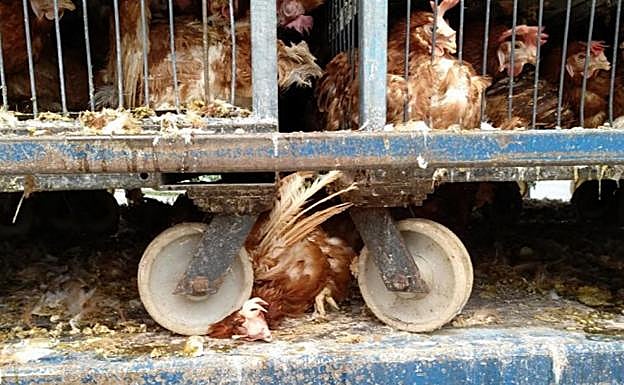 Imagen principal - Investigado por transportar 8.000 gallinas en «estado deplorable» de Mungia a Cantabria