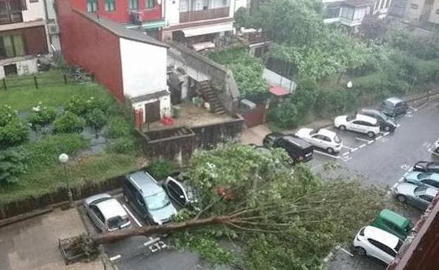 Un árbol ha caido en una calle de Irún sobre varios coches. 