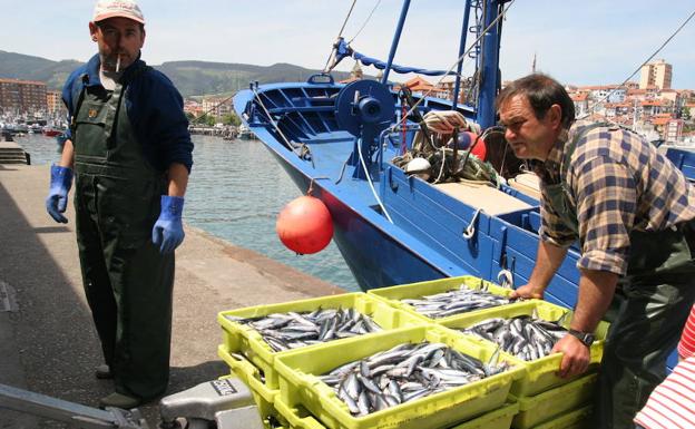 Descarga de anchoa en el puerto de Bermeo.