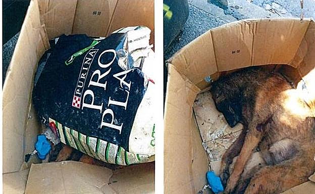 El cadáver del pastor alemán estaba metido en una caja de cartón y tapado por una bolsa de comida para perro.
