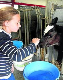 Imagen secundaria 2 - 1. Patricia Guitérrez en el invernadero de La Gilda del Norte en Lezama| 2. Jornada de una edición anterior. 3. Una niña acaricia a un ternero de una explotación ganadera de Irun.