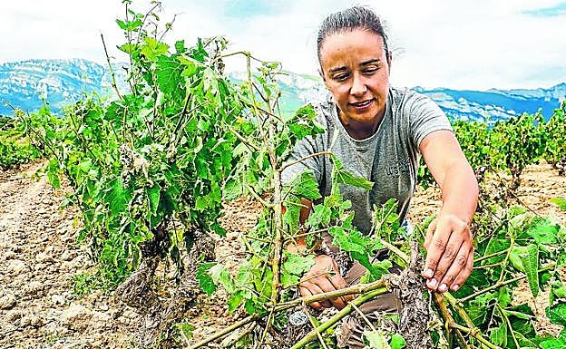 Los viticultores se han acercado a sus viñedos a evaluar los daños producidos por el granizo. 