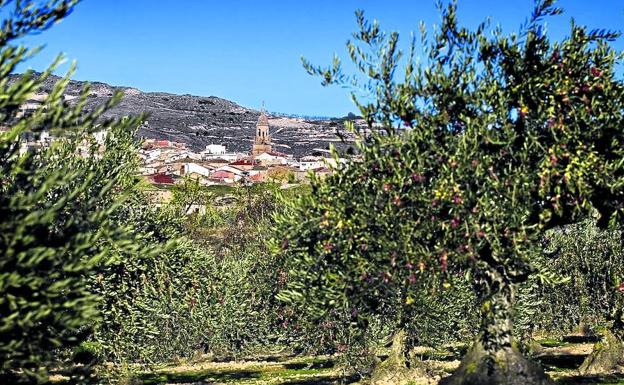 Los olivos enmarcan una vista del pueblo navarro.