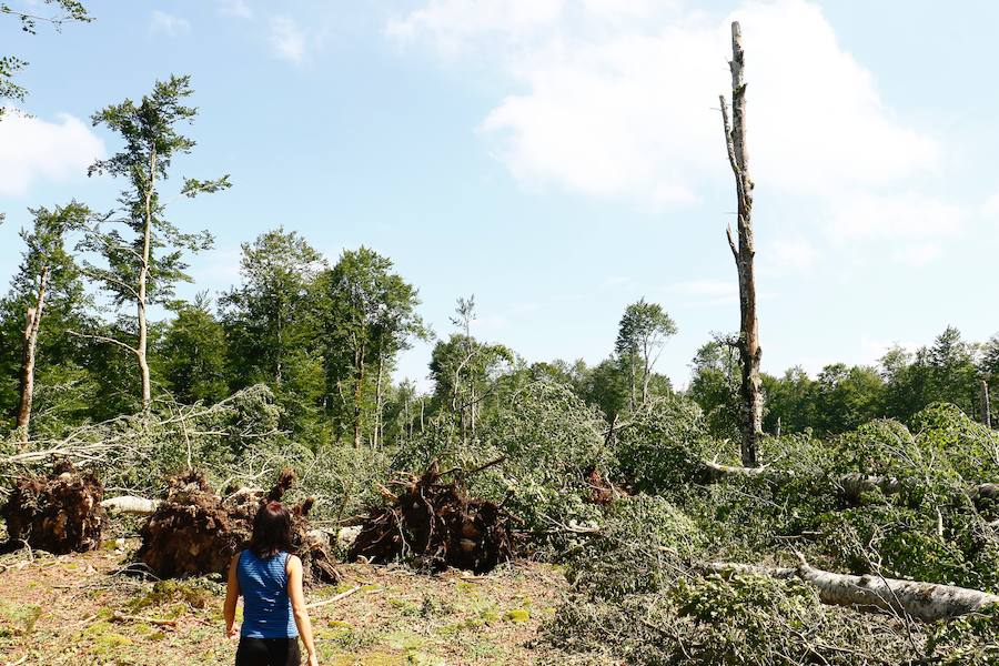Fotos: Así ha quedado el bosque de Legaire tras el tornado