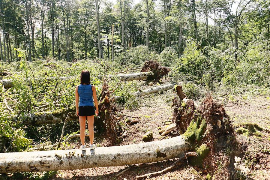 Fotos: Así ha quedado el bosque de Legaire tras el tornado