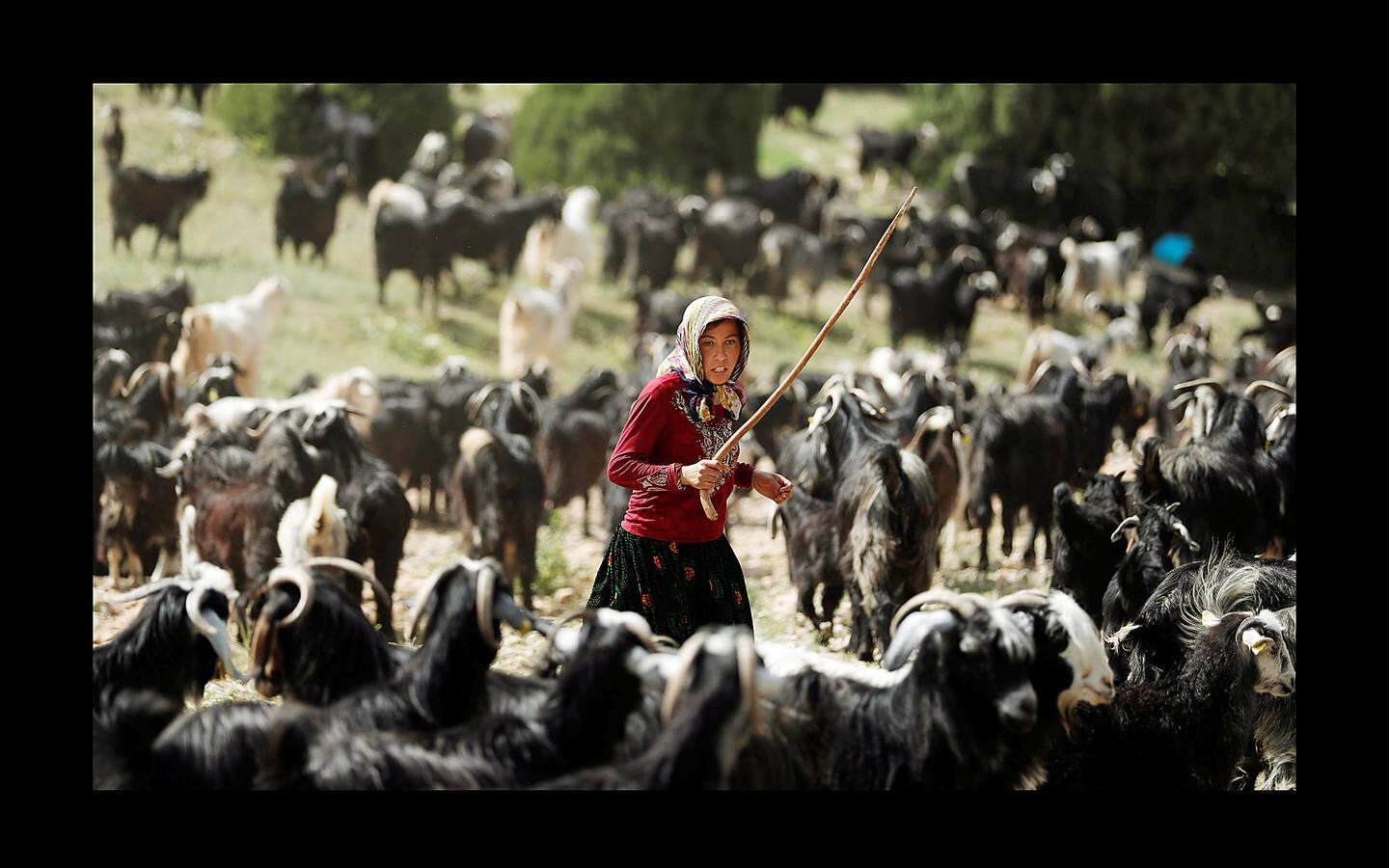 Cuando el verano llega al sur de Turquía, las cabras se inquietan y la familia Gobut (sus ocho miembros son los protagonistas de las fotografías) se embarca en el largo viaje anual al norte con su rebaño de 1.000 cabras. En el camino, plantan tiendas de campaña y por la noche, junto a una fogata, uno de ellos duerme al raso con cuatro perros pastores para protegerse de los lobos, a los que llaman monstruos. Su vida son las cabras; usan la leche para elaborar queso, hacen carpas con la piel y venden un tercio del rebaño en el camino. Cada cabra tiene un nombre y es tratada como parte de la familia. «Nunca los llamamos animales, los llamamos compañeros.» 