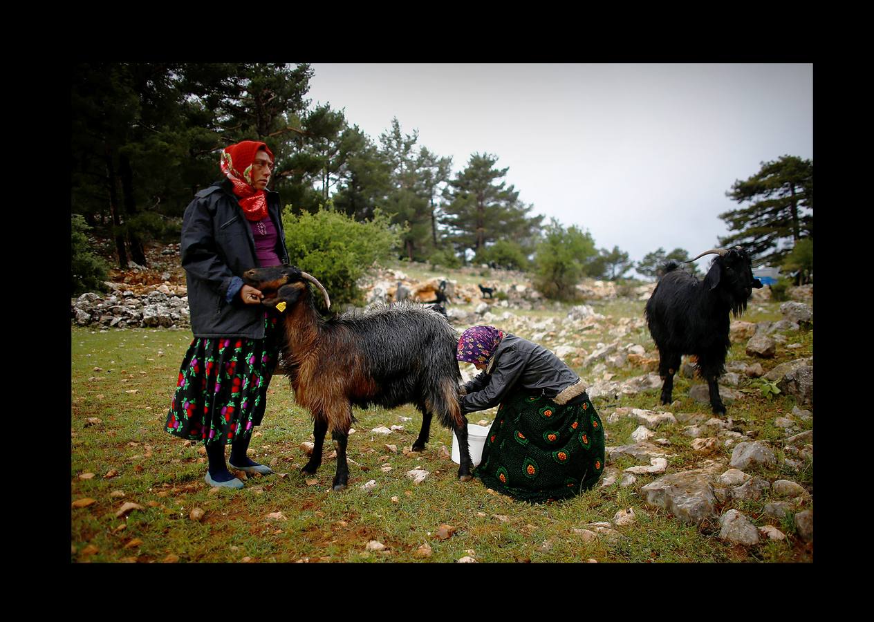 Cuando el verano llega al sur de Turquía, las cabras se inquietan y la familia Gobut (sus ocho miembros son los protagonistas de las fotografías) se embarca en el largo viaje anual al norte con su rebaño de 1.000 cabras. En el camino, plantan tiendas de campaña y por la noche, junto a una fogata, uno de ellos duerme al raso con cuatro perros pastores para protegerse de los lobos, a los que llaman monstruos. Su vida son las cabras; usan la leche para elaborar queso, hacen carpas con la piel y venden un tercio del rebaño en el camino. Cada cabra tiene un nombre y es tratada como parte de la familia. «Nunca los llamamos animales, los llamamos compañeros.» 