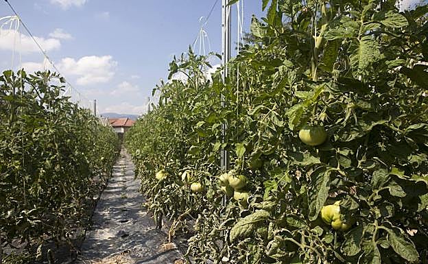 Huerta de tomates en las proximidades de Miranda de Ebro.