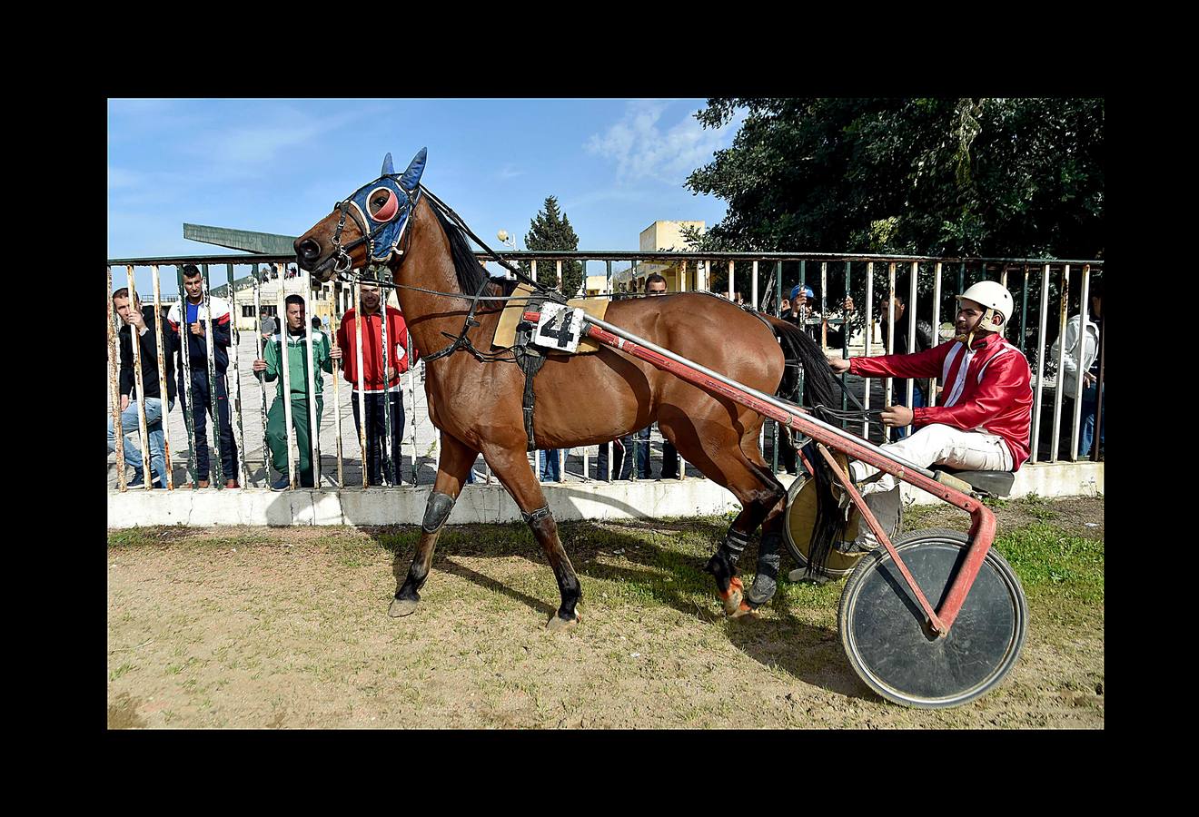 Hasta comienzos de la década de 1980 todos los fines de semana el hipódromo Caroubier, en Argel, recibía la visita de numerosos apostadores y espectadores entusiastas. Pero la equitación ha ido languideciendo en el país y el estadio, cuyas primeras carreras se remontan a 1909, durante la colonización francesa, fue perdiendo esplendor. La guerra civil en los 90 y el aumento del sentimiento religioso acabaron convirtiendo las pistas de carreras en lugares de pecado donde el juego estaba prohibido. Poco queda de un recinto que fue conocido como el «Petit Longchamp» en referencia a su homólogo parisino.