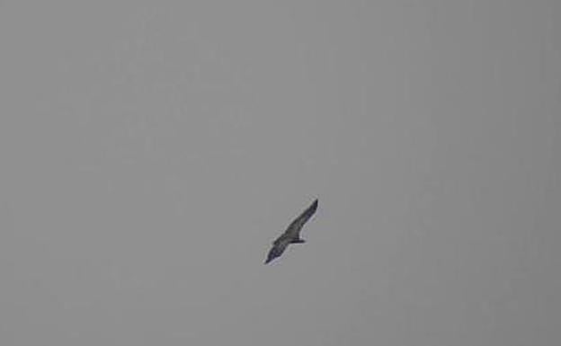 Un buitre sobrevuela las inmediaciones del aeropuerto de Loiu.