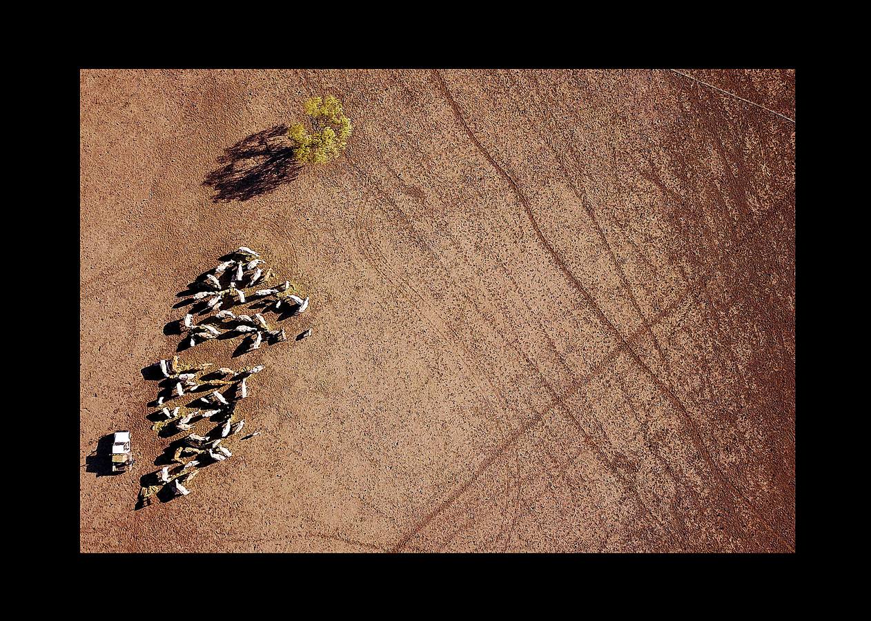 Desde el suelo, la sequía de Australia se ve como una mancha de polvo sin rasgos distintivos. Pero desde el aire, esta tierra que se agrieta bajo un sol abrasador, se transforma en una mezcla de colores y texturas que recuerdan a ciertas pinturas abstractas. La peor sequía que se recuerda está barriendo grandes zonas del país (el 95 % de Nueva Gales del Sur) y ha dejado a los agricultores haciéndose muchas preguntas sobre el futuro. «Las sequías se parecen a un cáncer que te consume, dicen algunos, y cada vez se vuelve más seco, más severo e impacta más en tu vida.»