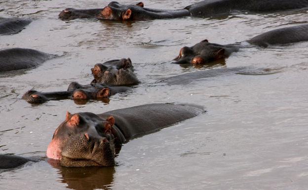 Varios hipopótamos en la reserva Masai Mara (Kenia).