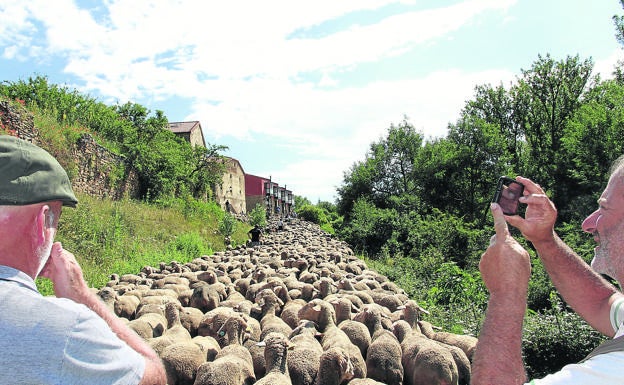 Un pastor guía al rebaño de camino a una aldea soriana.